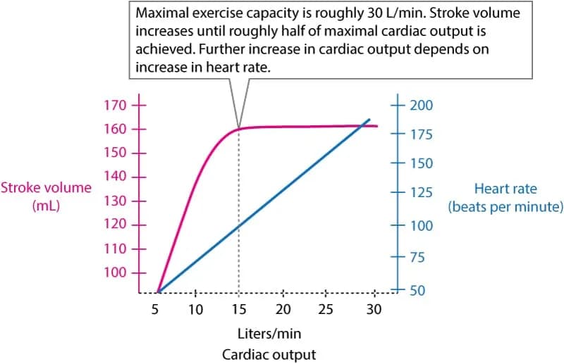 Figure 1. The relationship between heart rate, stroke volume and cardiac output during exercise.