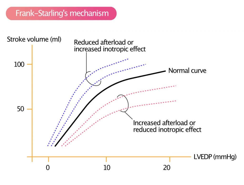 Figure 3. Frank-Starling's mechanism.