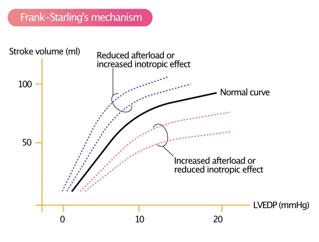 Figure 3. Frank-Starling's mechanism.
