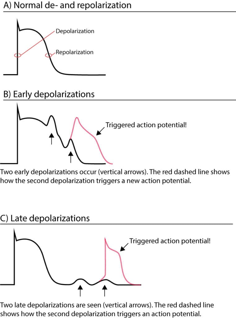Figure 1. Late and early depolarizations triggering action potentials.