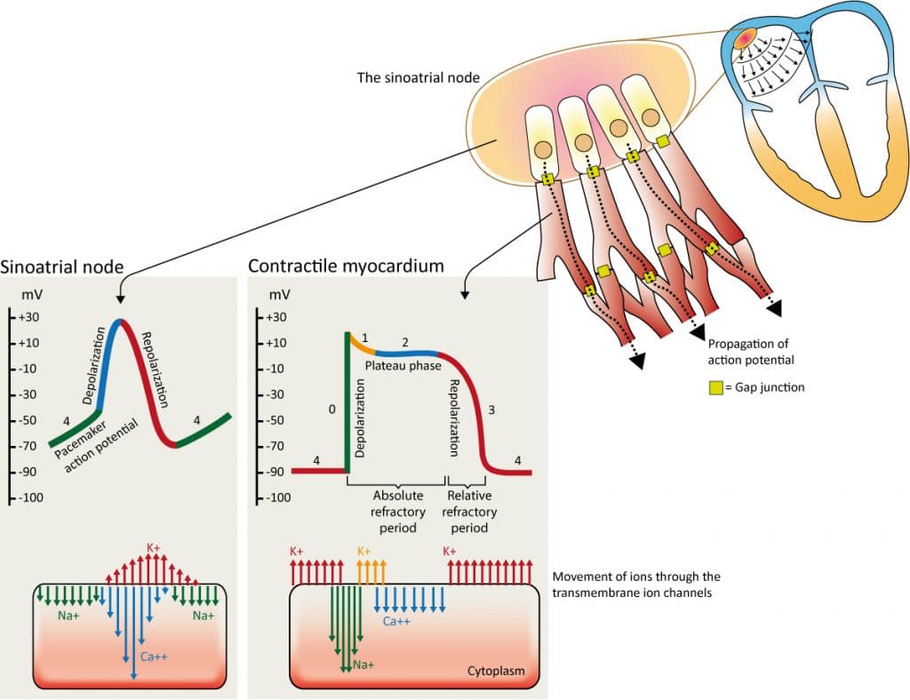 Figure 4. Automaticity and action potential of cells in the sinus node and contractile cells.