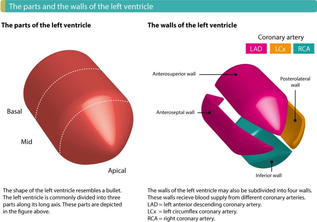 Figure 2. The anatomy of the left ventricle.