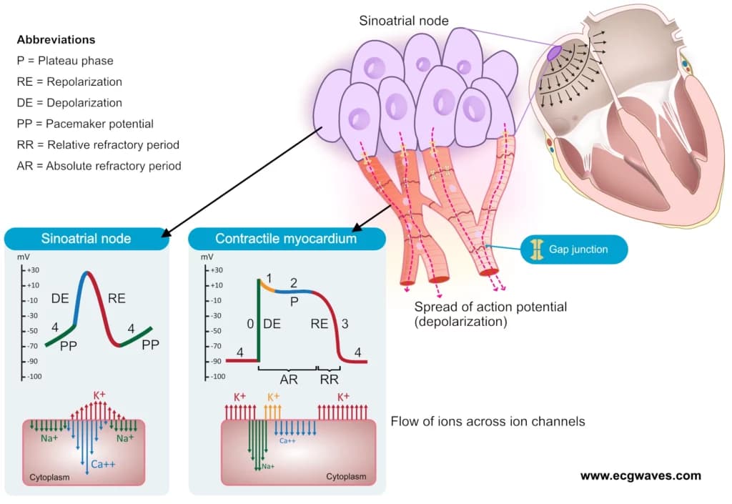 Figure 1. The action potential in the sinoatrial node and in contractile myocardial cells. Phase 4 of the action potential in the sinoatrial node is called 'pacemaker potential', because it is responsible for the spontaneous repetitive depolarization.