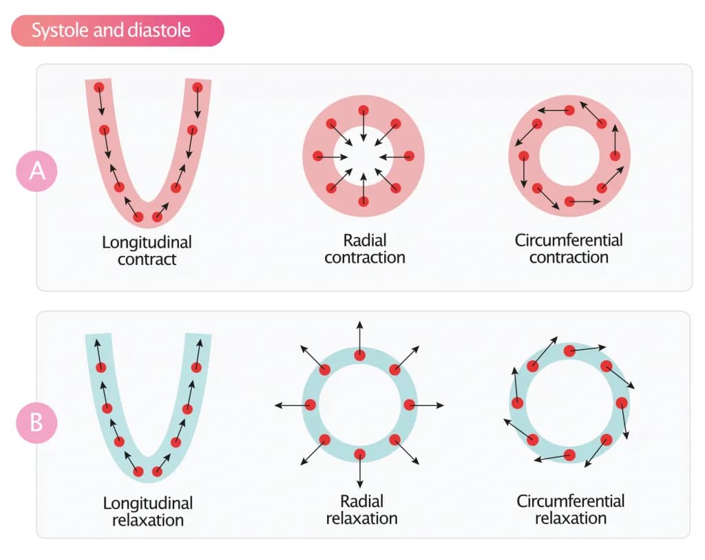 Myocardial motion during systole and diastole.