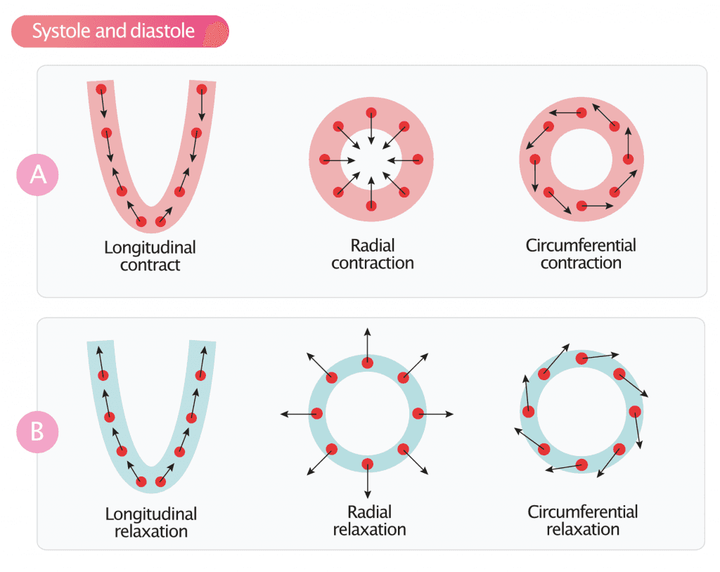 Myocardial motion during systole and diastole.