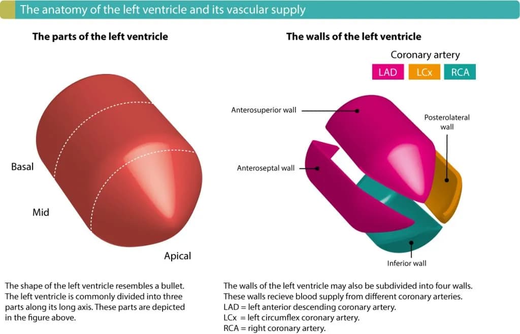 Walls of the left ventricle and coronary artery supply.