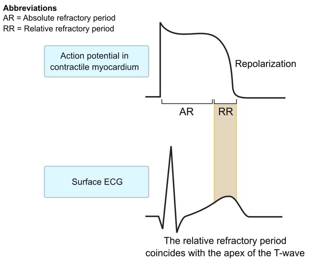 Figure 2. Absolute and relative refractory periods during the action potential.