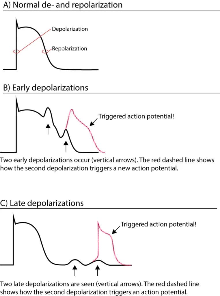 Figure 1. Late and early depolarizations triggering action potentials.