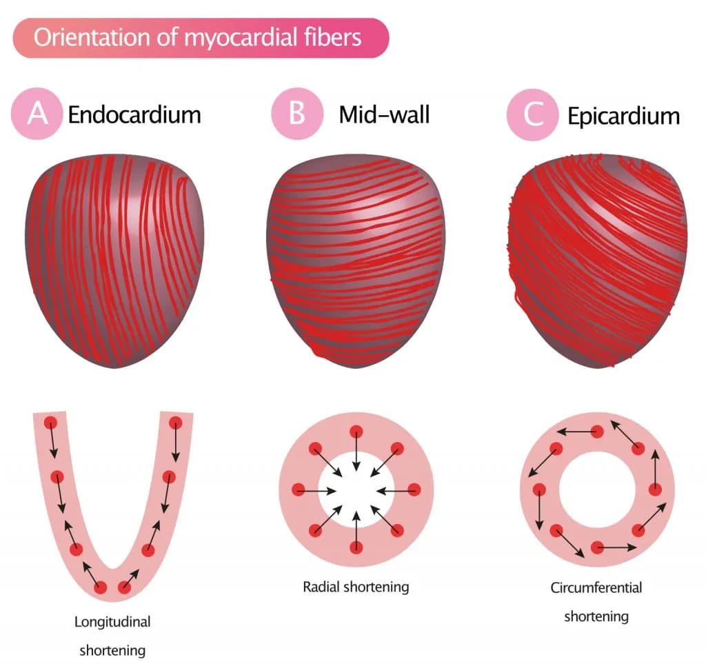 Figure 2A-2C. Orientation of myocardial muscle fibers result in longitudinal, radial and circumferential shortening (contraction).