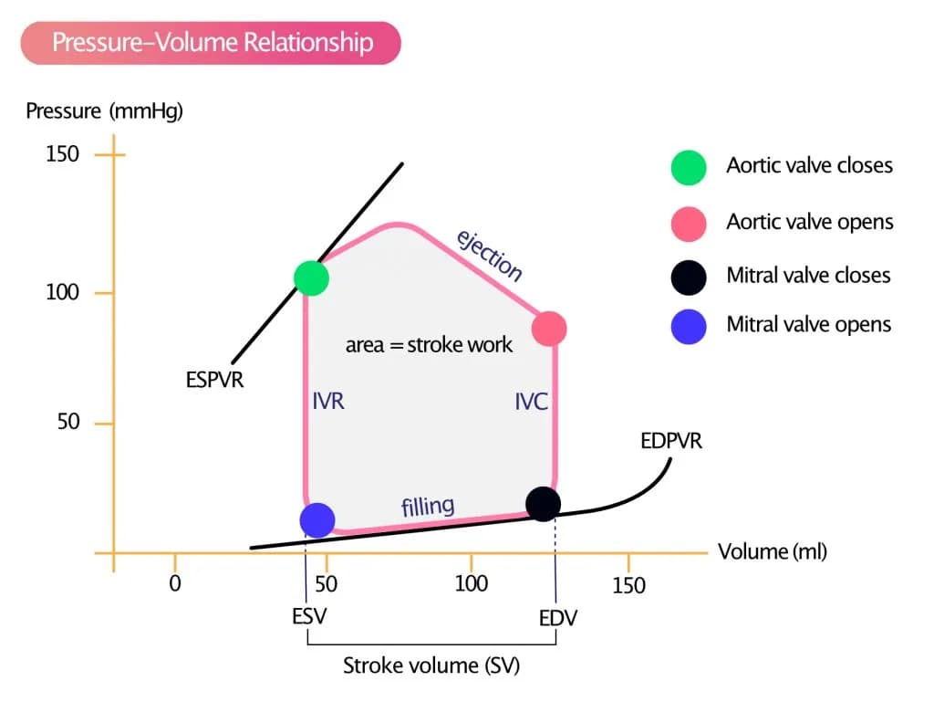 Figure 1. Left ventricular pressure-volume relationship during a single cardiac cycle.