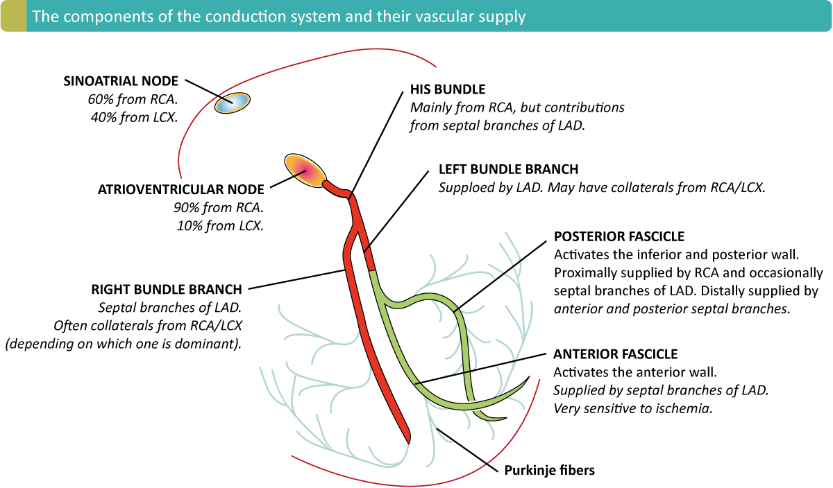 Figure 2. The arterial supply of the conduction system. As seen, the sinoatrial node is supplied by the right coronary artery in 60% of individuals, and by the left circumflex artery in the remainder. The atrioventricular node is supplied by the right coronary artery in 90% (right dominant system) of individuals, whereas the in the remaining 10% the supply comes from the left circumflex artery (left dominant system).