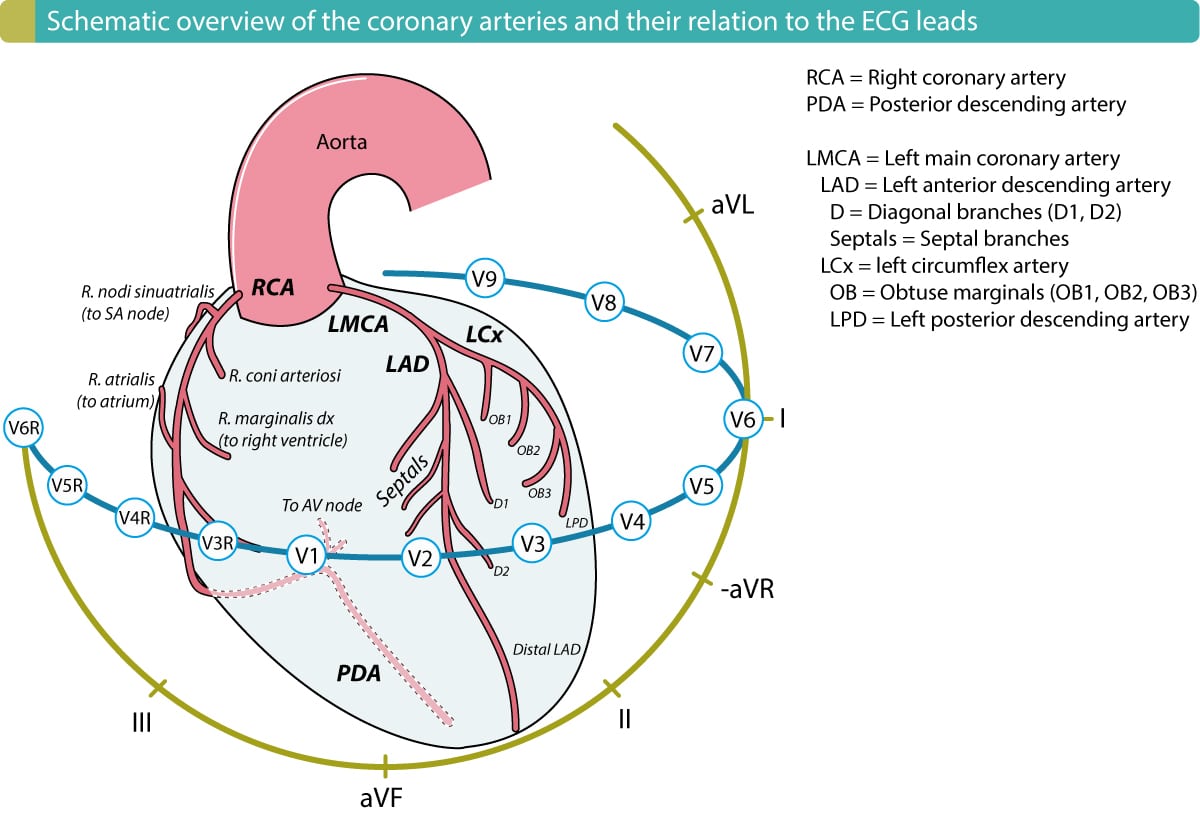 Figure 2. Coronary artery anatomy.
