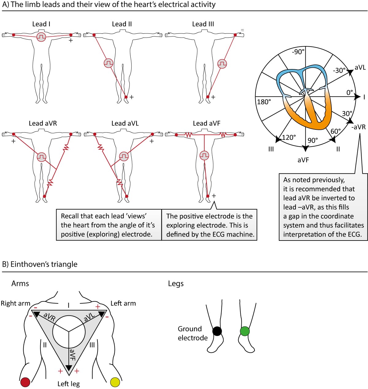 Figure 17. The organization of the limb leads. Note that the electrode on the right leg is not included in any lead, but serves as a ground wire. Leads I, II and III are Einthoven's original leads, and they can be presented with Einthoven's triangle (lower panel). Leads aVR, aVL and aVF were constructed by Goldberger; their reference point is the average of two electrodes. Lead aVR can be inverted into lead –aVR which is recommended as it may facilitate interpretation. All modern ECG machines are capable of presenting both aVR and -aVR.