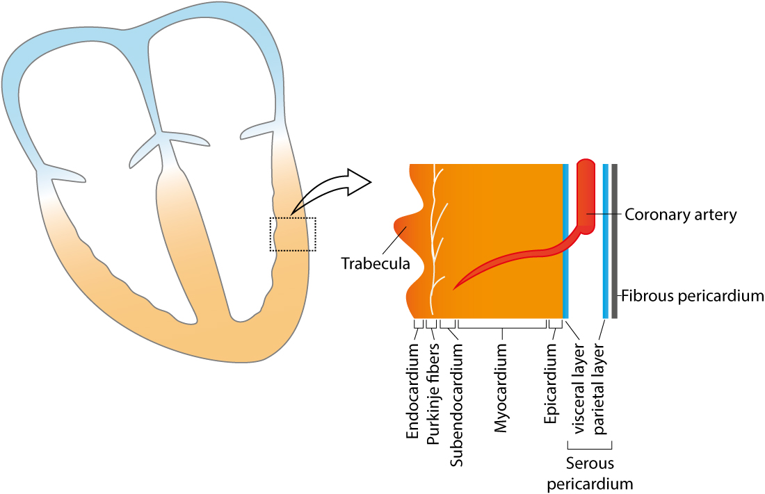 Figure 5. Schematic figure of the ventricular wall. Note that the term myocardium is often used to refer to all layers.