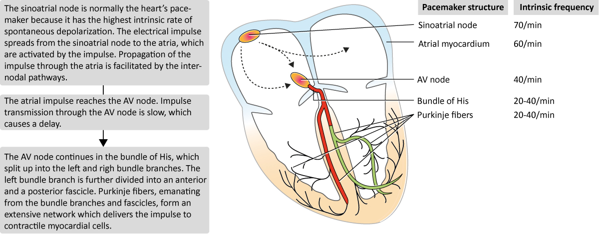 Pacemaker hierarchy in the heart.