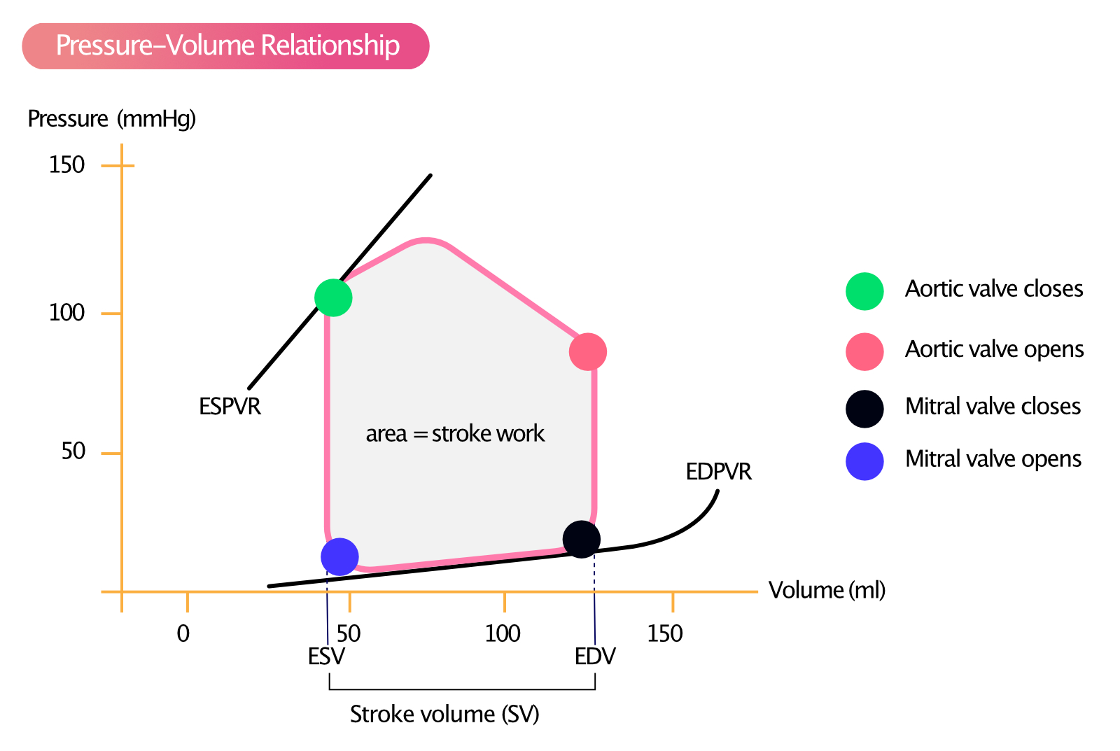 Figure 1. Left ventricular pressure-volume relationship during a single cardiac cycle.