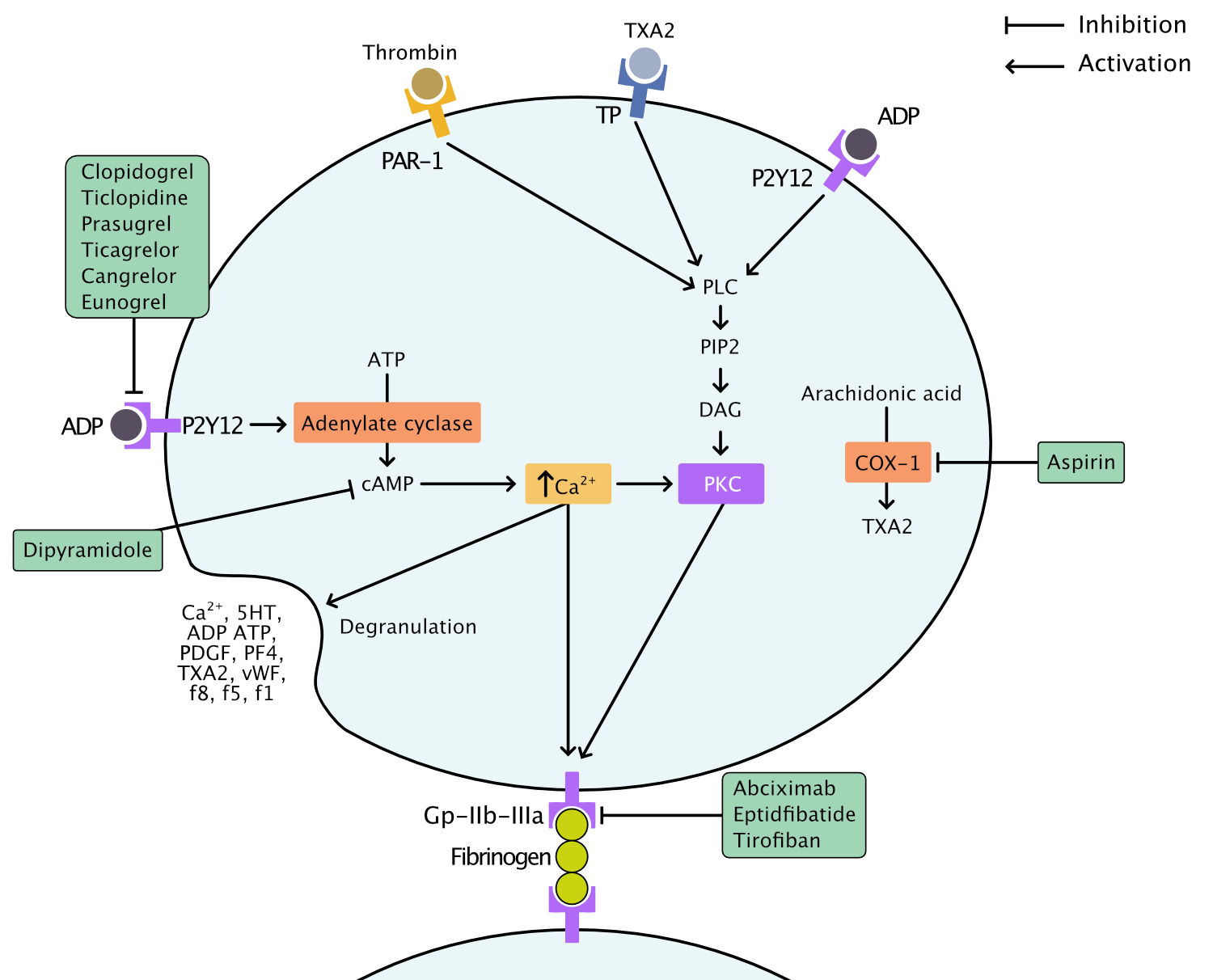 Platelet activation, platelet inhibitors, antiplatelet drugs